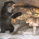 Bear Cave in Kletno